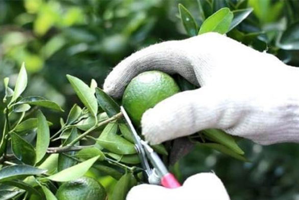 1527217475101242.jpg 采摘小青柑.jpg