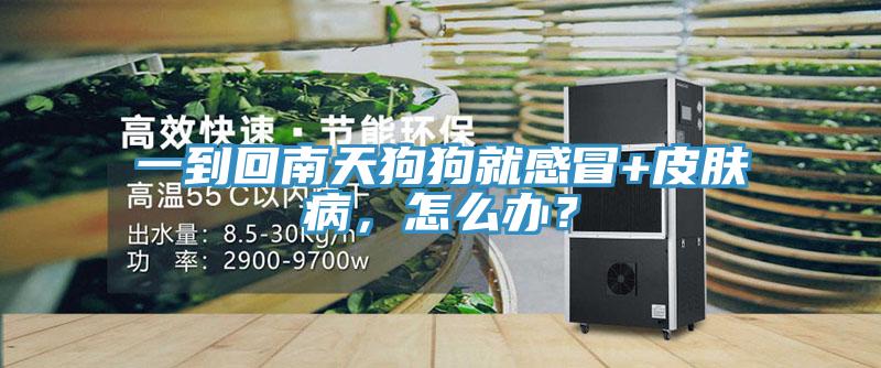 一到回南天狗狗就感冒+皮膚病,怎么辦?